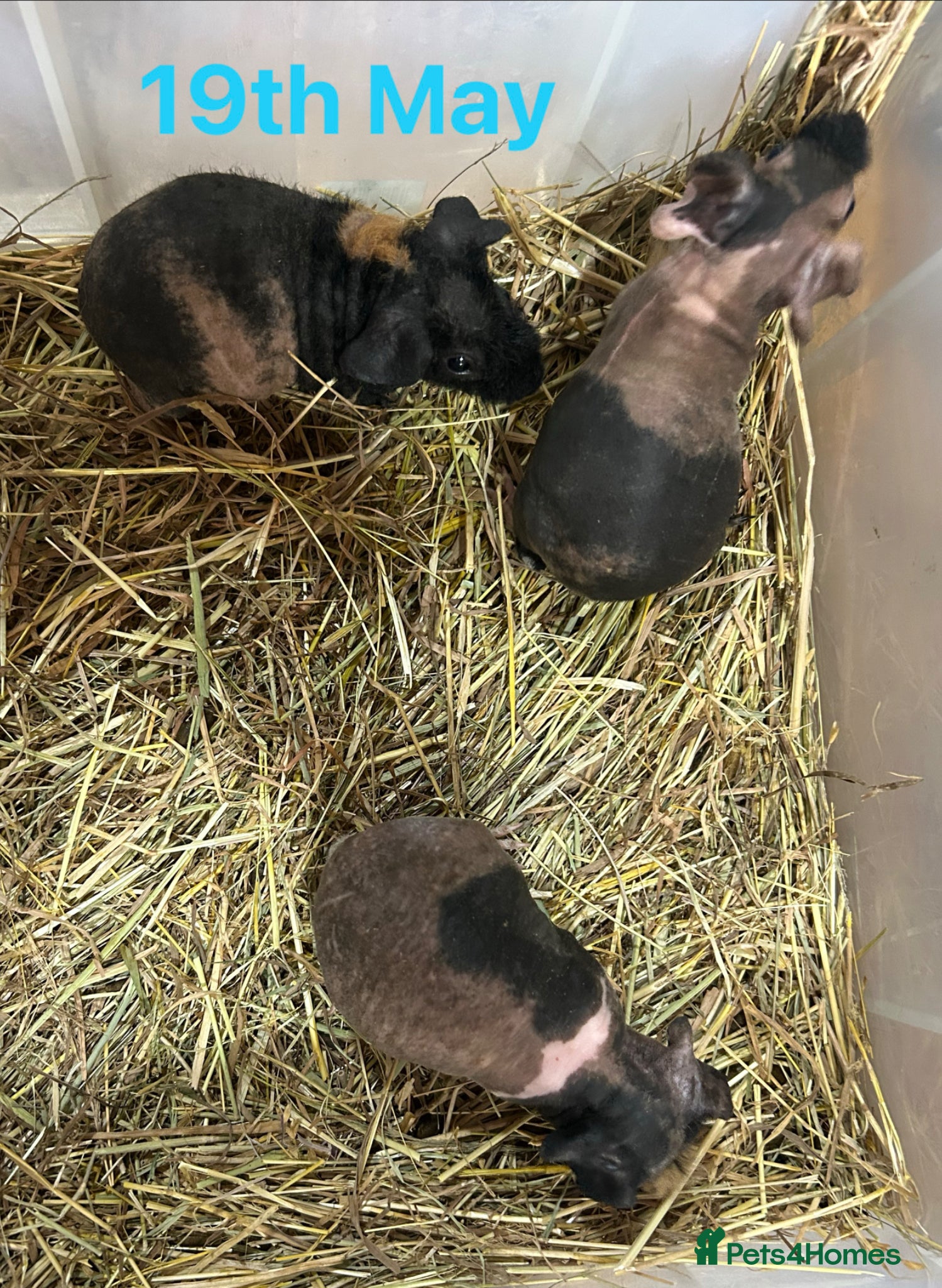 Guinea Pig rodents Skinny Pig Boars  - Advert 7
