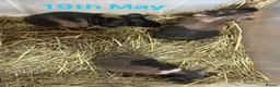 Guinea Pig rodents for sale: Skinny Pig Boars  - Advert 1