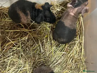 Guinea Pig rodents Skinny Pig Boars - Advert 1