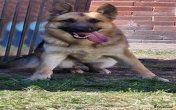 German Shepherd dogs for sale: Major - Image 2