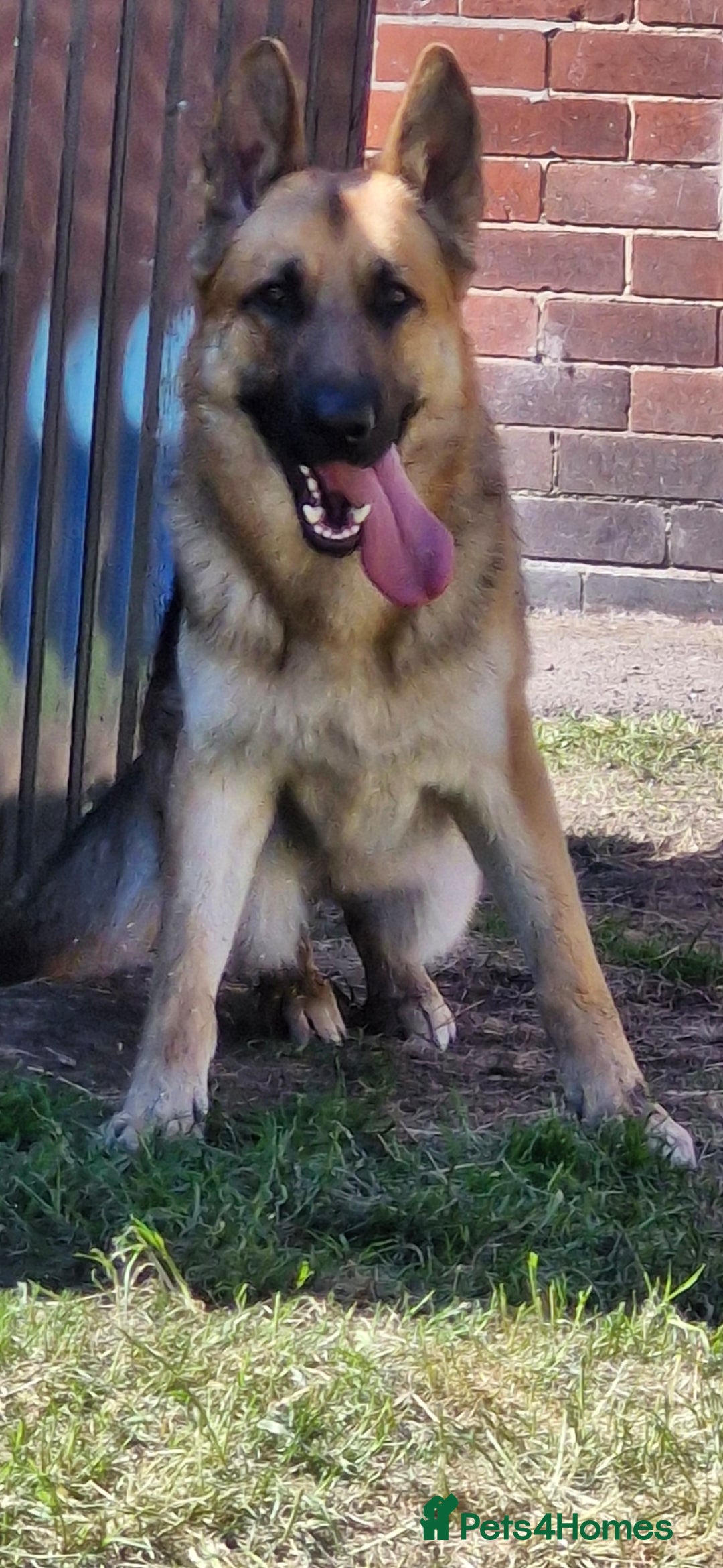 German Shepherd dogs for sale: Major - Image 2