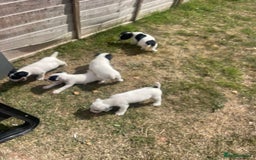 Jack Russell dogs for sale: Jack Russell puppies  - Image 8