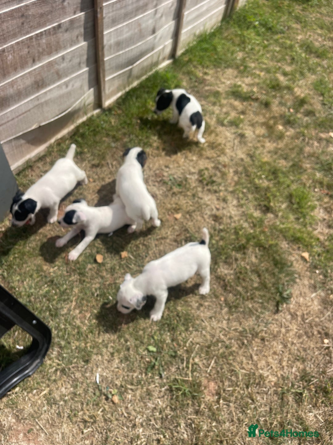 Jack Russell dogs for sale: Jack Russell puppies  - Image 8
