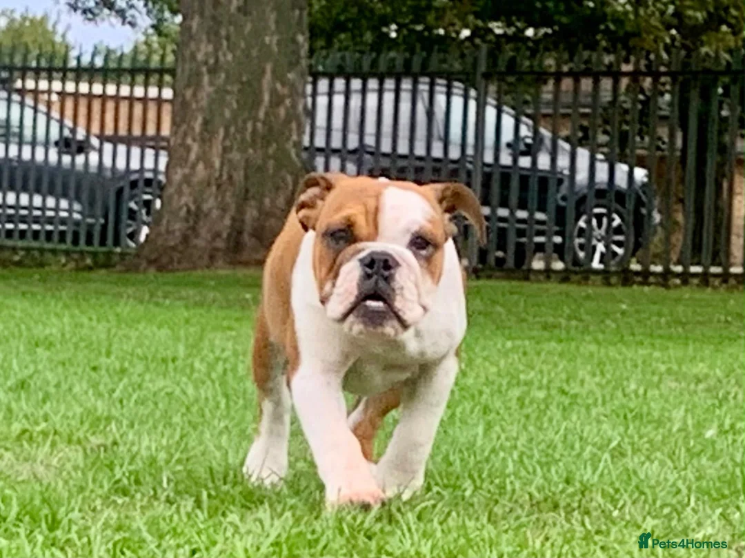 English Bulldog dogs for sale: Kc Registered Red & White Female British Bulldog - Advert 6