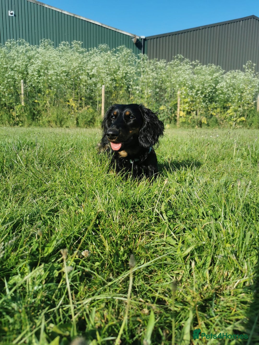 Miniature Dachshund dogs for sale:  long haired miniature dachshund male KC registere - Advert 24