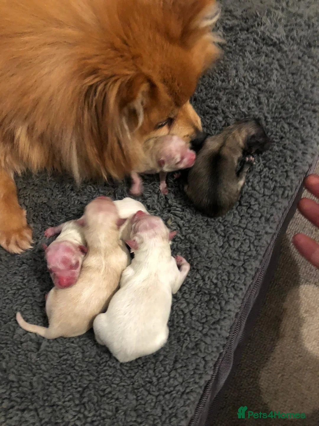 Pomeranian dogs for stud:  🏆 Asian White🏆 Pom TINY - Advert 19