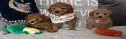 Poochon dogs for sale: Toy Poochon puppies  - Advert 4