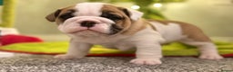 English Bulldog dogs for sale: Exceptional Show-Quality KC English Bulldog Boy - Advert 4