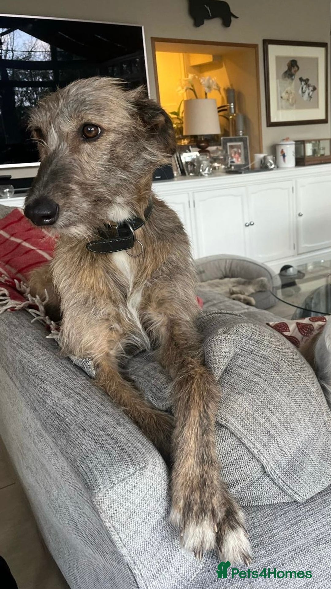 Mixed Breed dogs for sale: Beautifully Bred broken coated Lurcher Puppies - Image 15