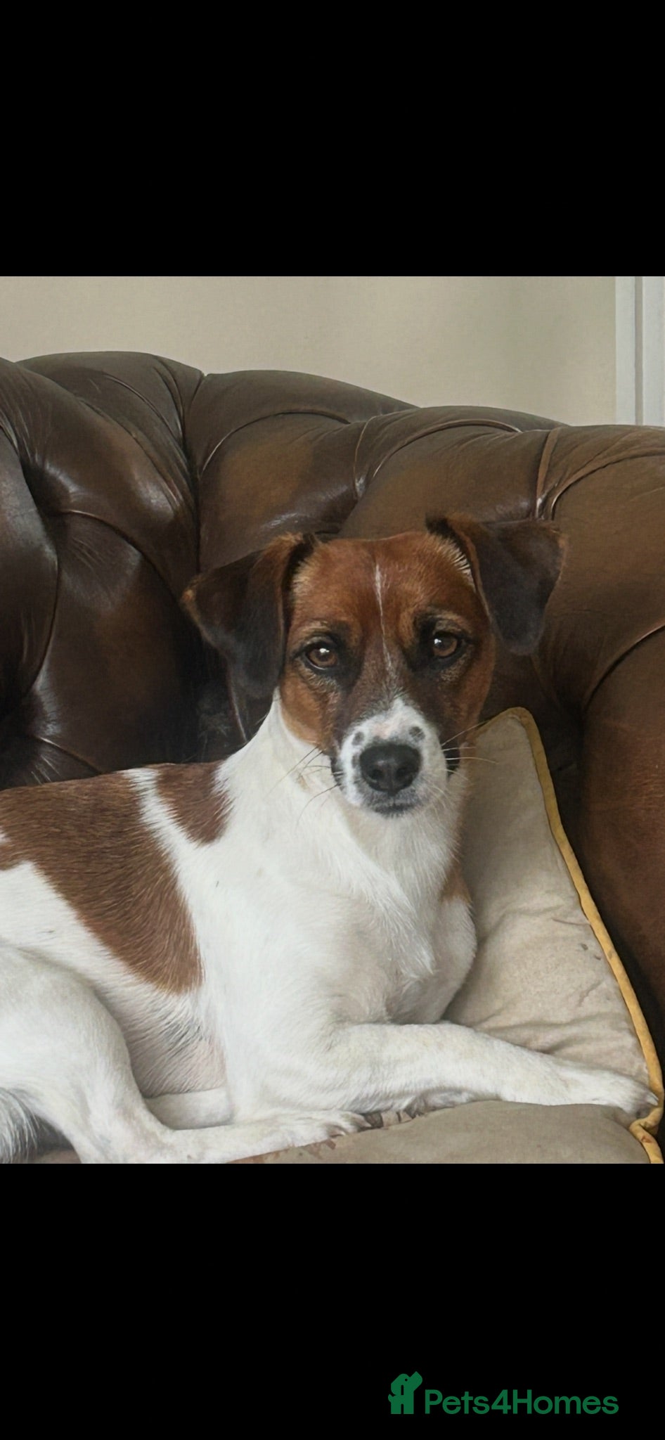 Jack Russell dogs Pure jack russell pup  - Advert 1
