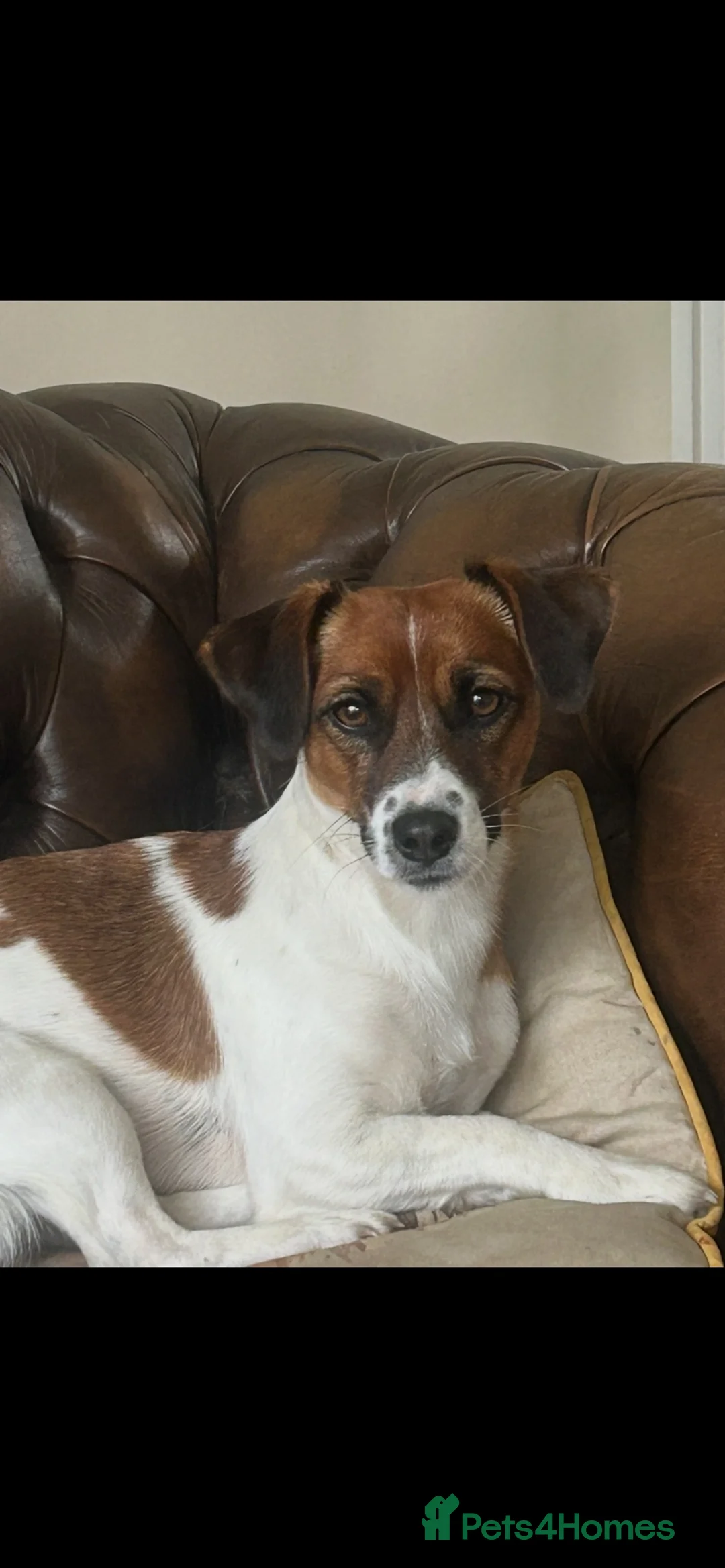 Jack Russell dogs for sale: Pure jack russell pup  in Stockton-on-Tees - Advert 1