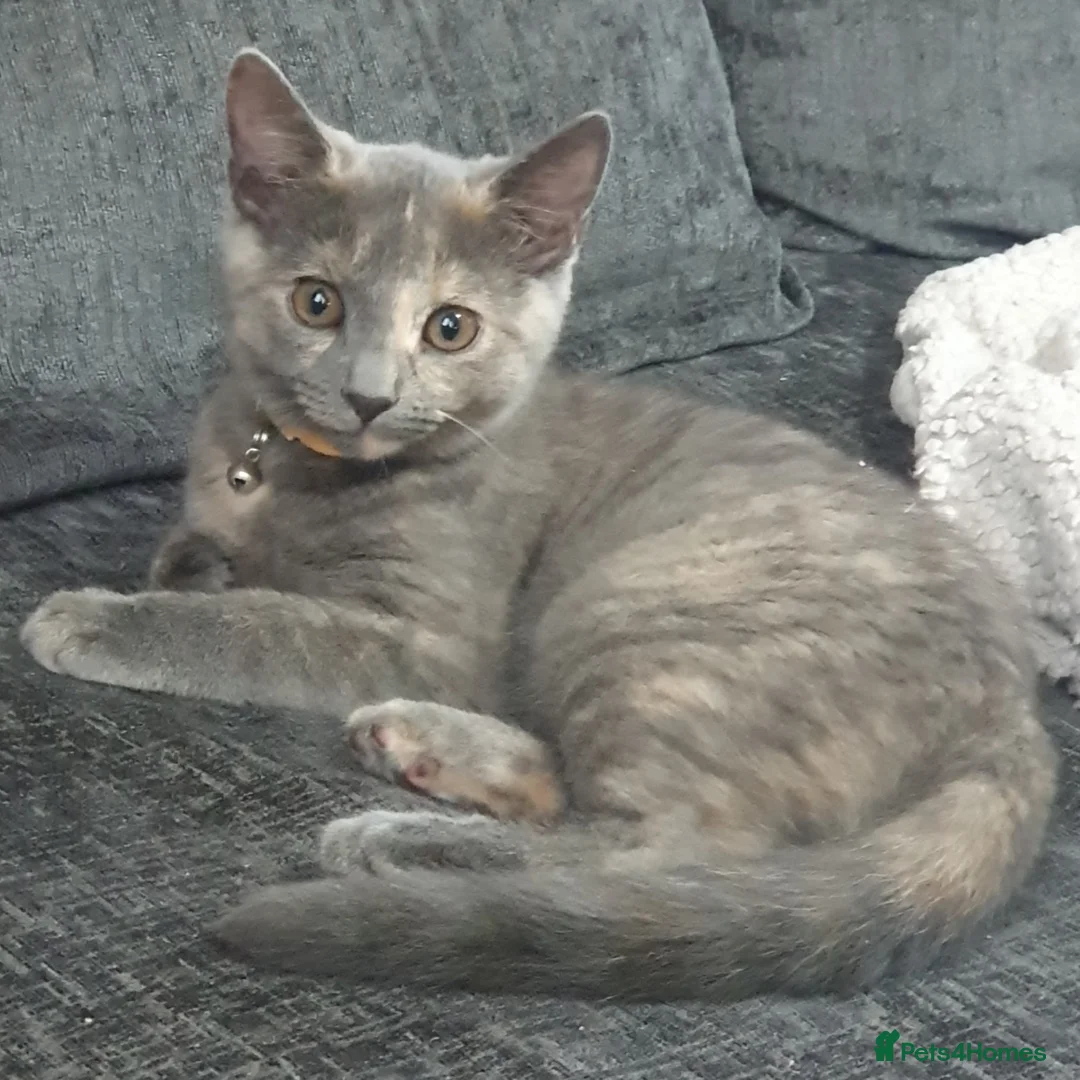 Mixed Breed cats for sale: 2 kittens for sale in Leicester - Advert 2