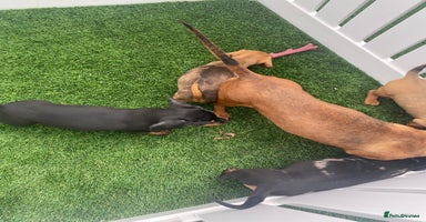 Miniature Dachshund dogs - Advert 5