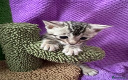 Bengal cats for sale: Stunning Silver Bengal Kittens 😻 - Image 19