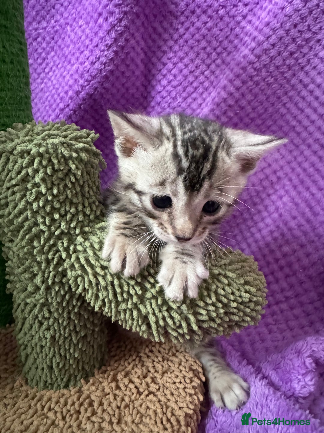 Bengal cats for sale: Stunning Silver Bengal Kittens 😻 - Image 19