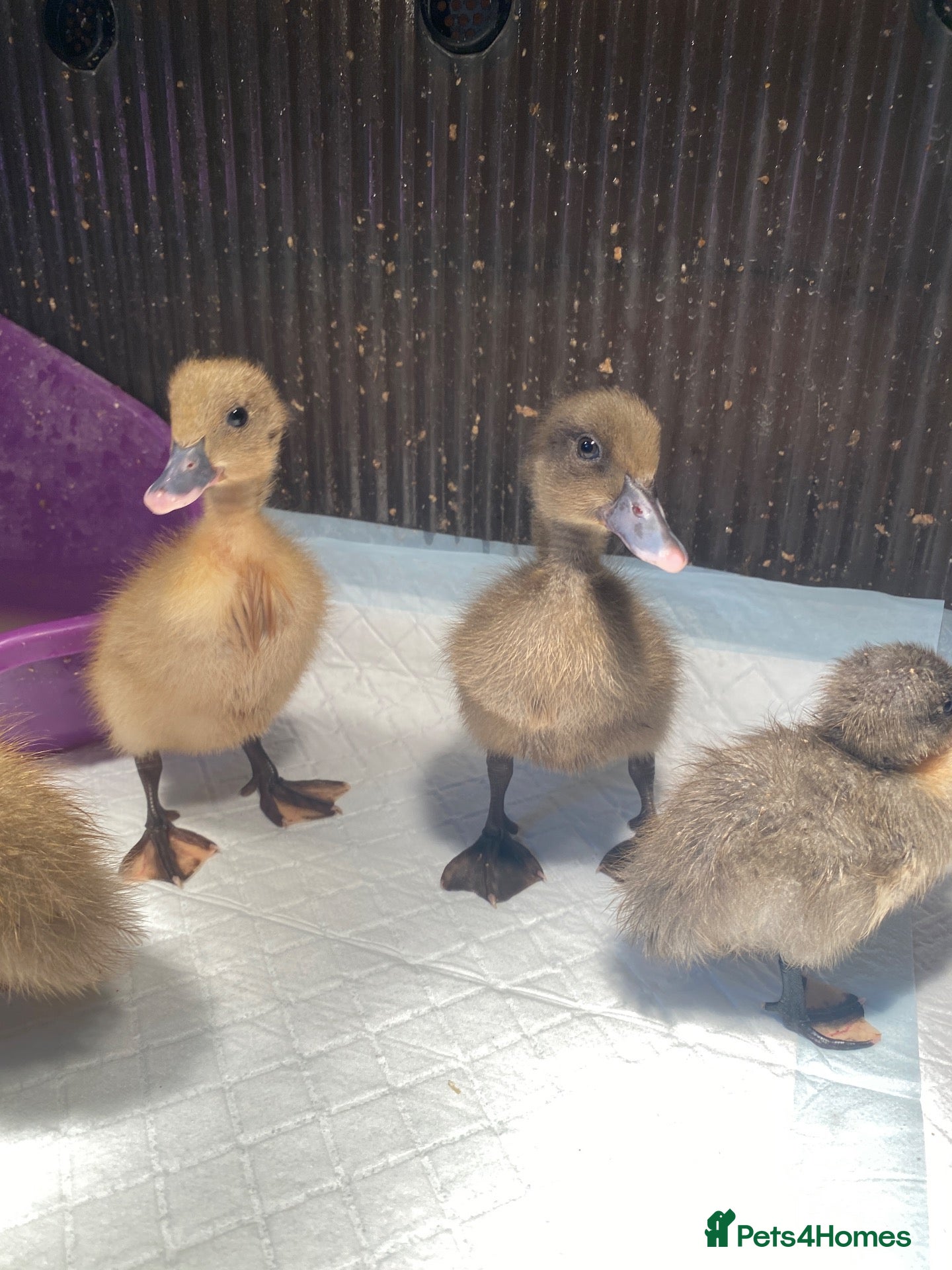 Ducks poultry Unsexed runner ducklings  - Advert 2