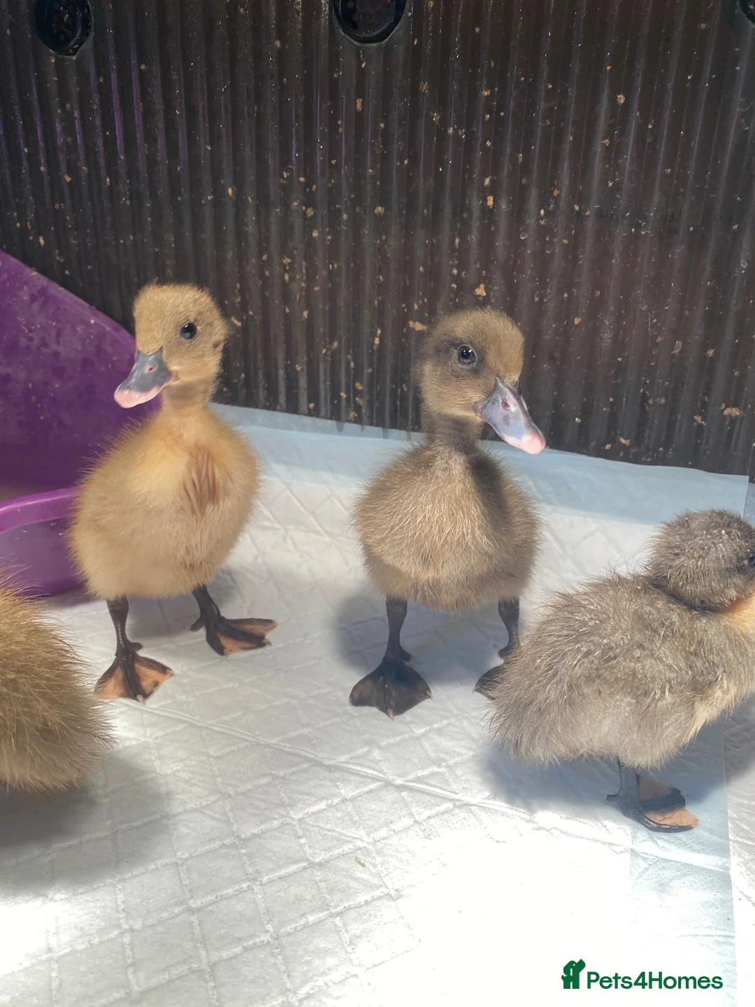 Ducks poultry for sale: Unsexed runner ducklings  - Advert 2