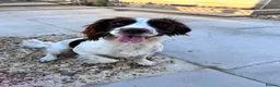 English Springer Spaniel dogs for sale: Two fabulous springer spaniels girls - Advert 9
