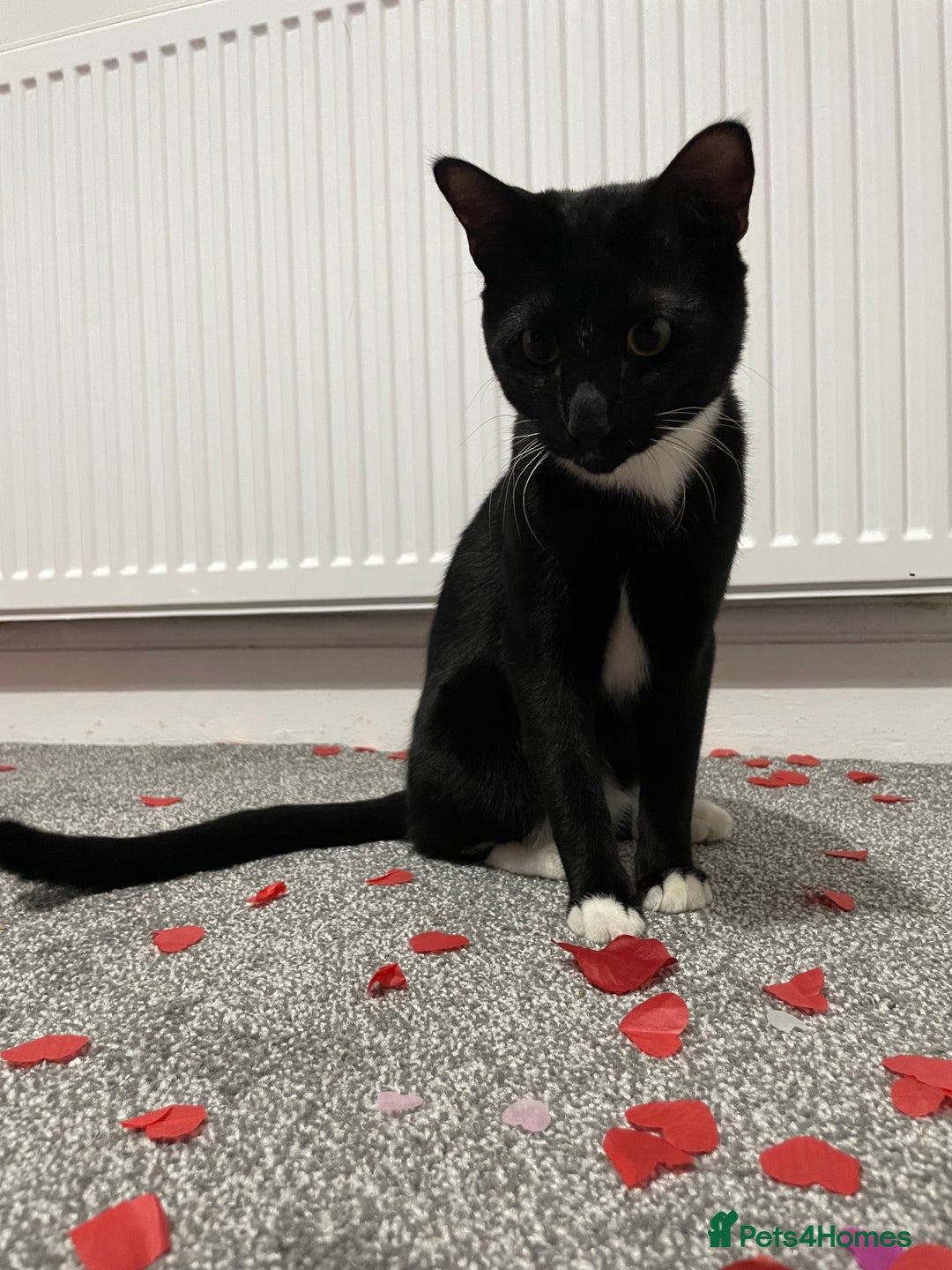 Siamese cats for sale: Tuxedo Cat for sale  - Image 2