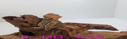 Gecko reptiles for sale: Adult Crested Geckos - Advert 5