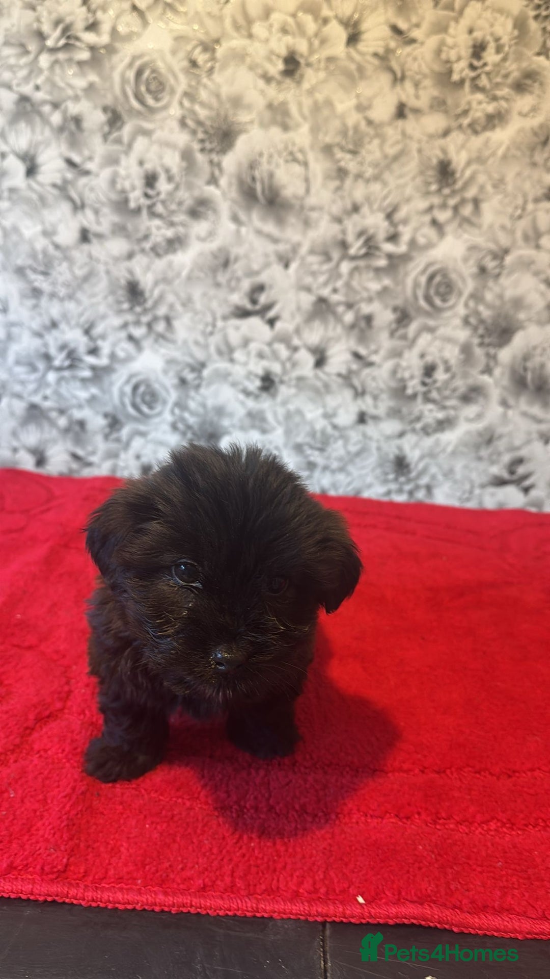 Mixed Breed dogs for sale: 6 beautiful cockapoo x terriers  - Advert 5