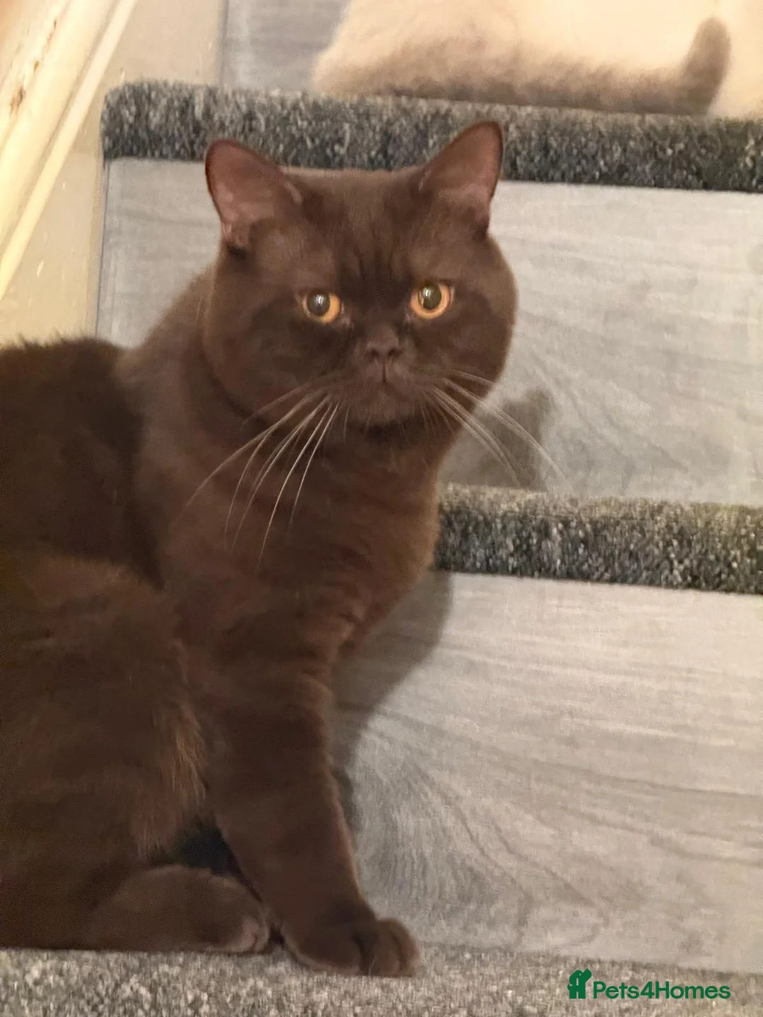 British Shorthair cats for sale: British shorthair  - Advert 37