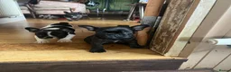 French Bulldog dogs for sale: French bulldog puppies looking for good new home  in Lancaster - Advert 25