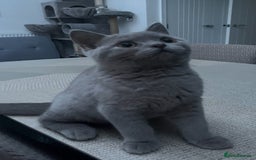 British Shorthair cats for sale: ONLY 1 Adorable Girl Left  - Image 6