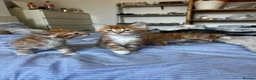 Mixed Breed cats for sale: Siberian Mix kittens - Advert 14