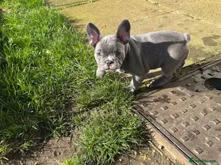 French Bulldog dogs Blue Frenchies ready for their forever home - Advert 5