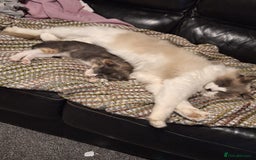 Ragdoll cats for sale: Simba neutered ragdoll  - Image 10