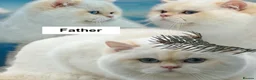 British Shorthair cats for sale: Exceptional Golden British Shorthair – NY 11 33 - Advert 5