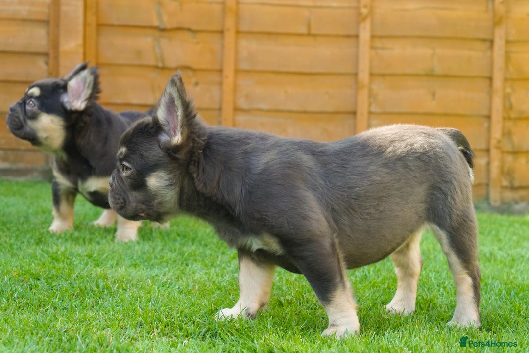 French Bulldog dogs for sale: Exceptional KC Fluffy French Bulldog Puppies - Image 29