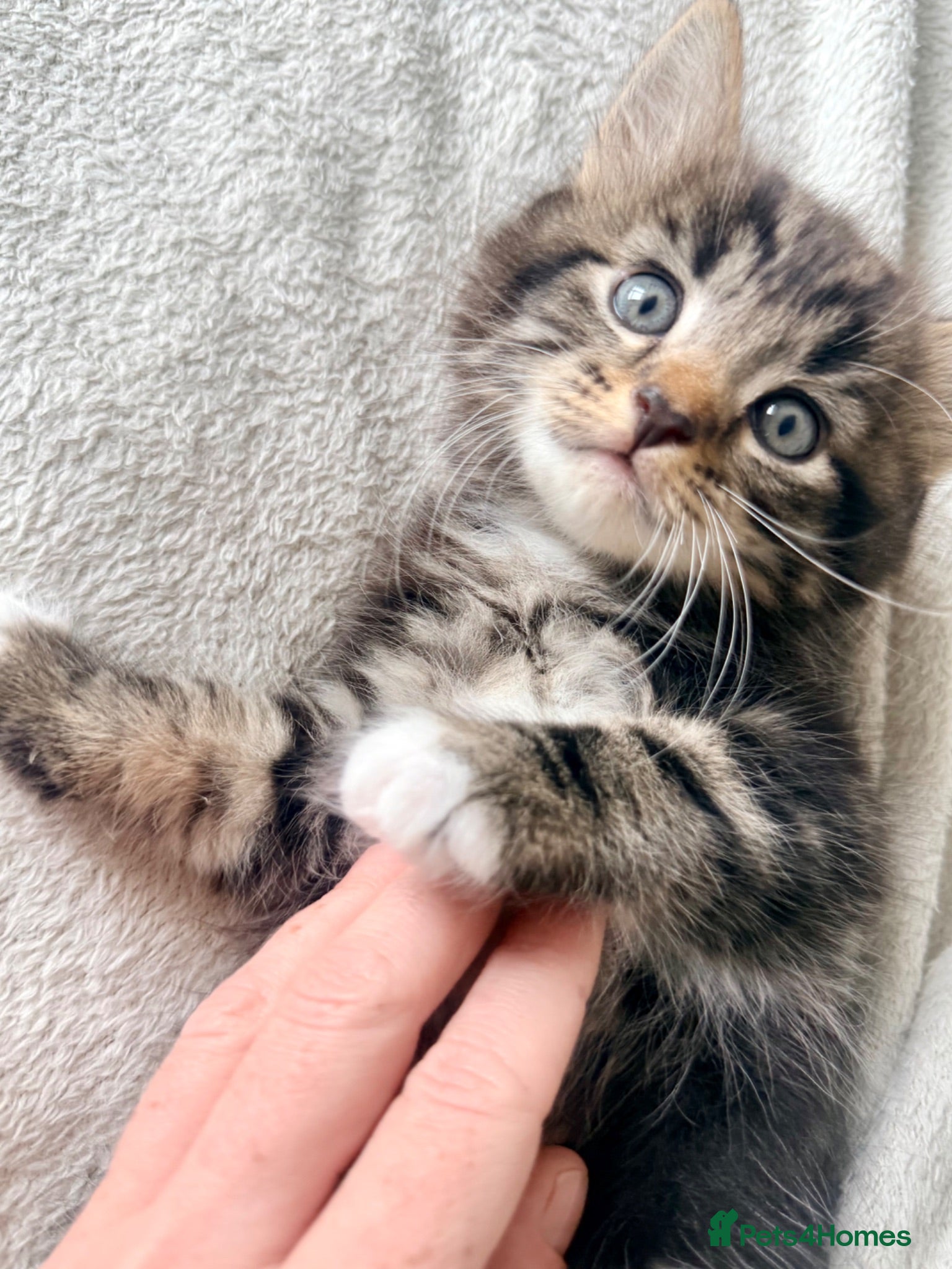 Turkish Angora cats 🐱3 LEFT❤️ Turkish AngoraXmixed,GCCF REGISTERED - Advert 3