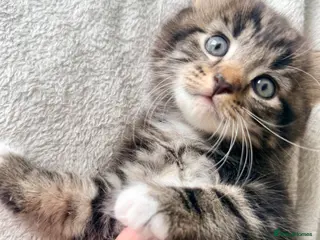 Turkish Angora cats 🐱3 LEFT❤️ Turkish AngoraXmixed,GCCF REGISTERED - Advert 3