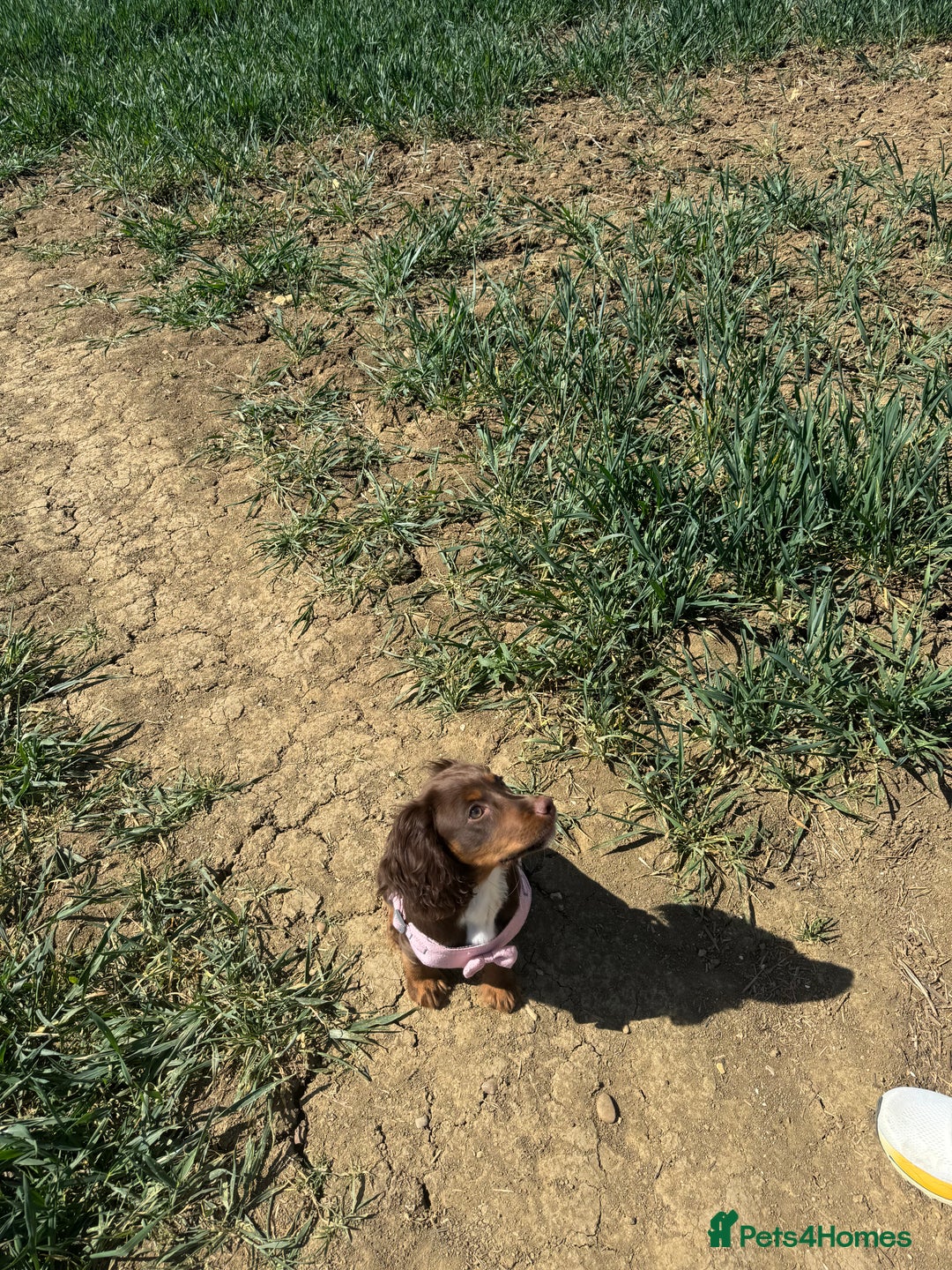 Cocker Spaniel dogs for sale: Loving Home Wanted for Beautiful Olive (WCS Puppy) - Image 11