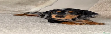 Dachshund 4