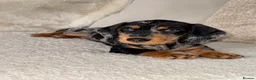 Dachshund dogs for sale: Standard wire haired dachshund  - Advert 20