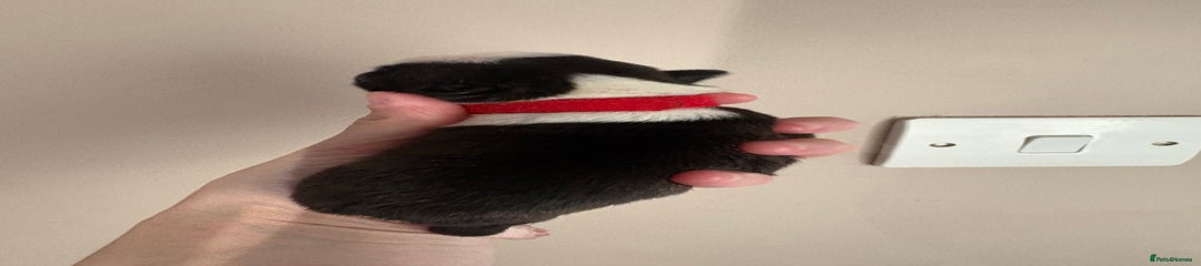 Boston Terrier Puppy 5