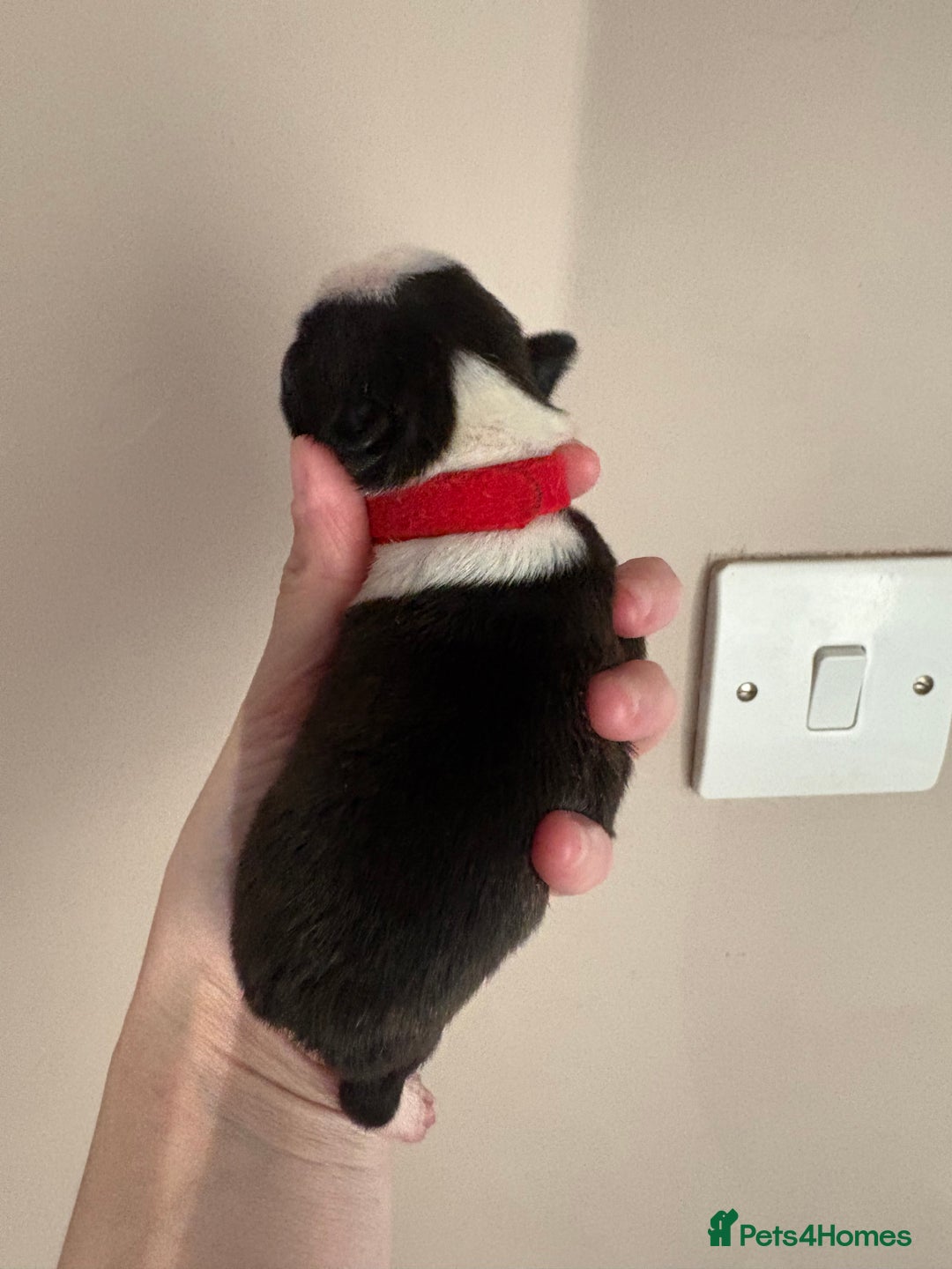 Boston Terrier dogs for sale: Stunning litter Kc reg Boston terriers  - Image 15