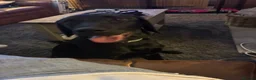 Labrador Retriever dogs for sale: Black labrador  - Advert 3