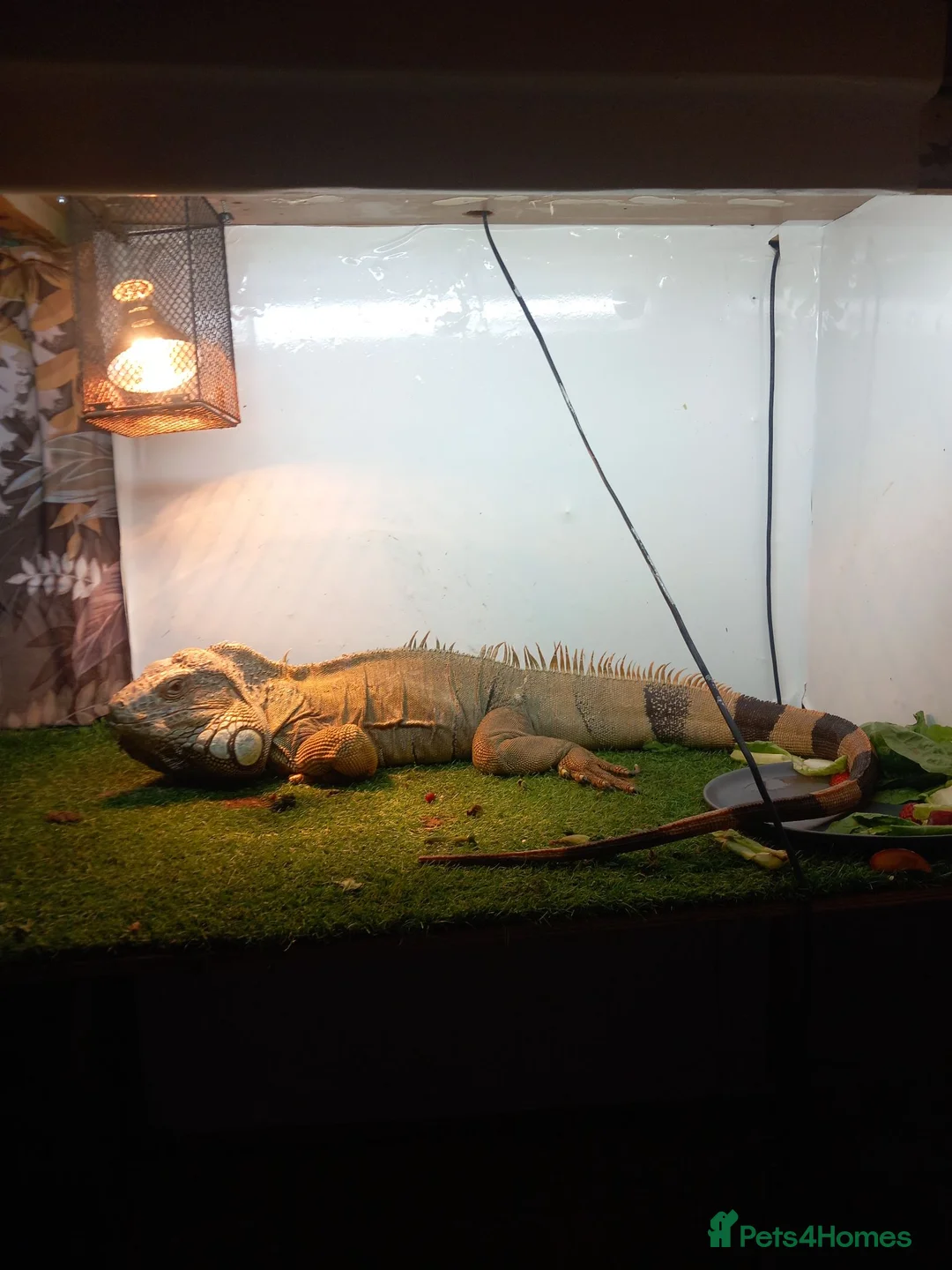 Iguana reptiles for sale: Iguana 4 sale  in Manningtree - Advert 2
