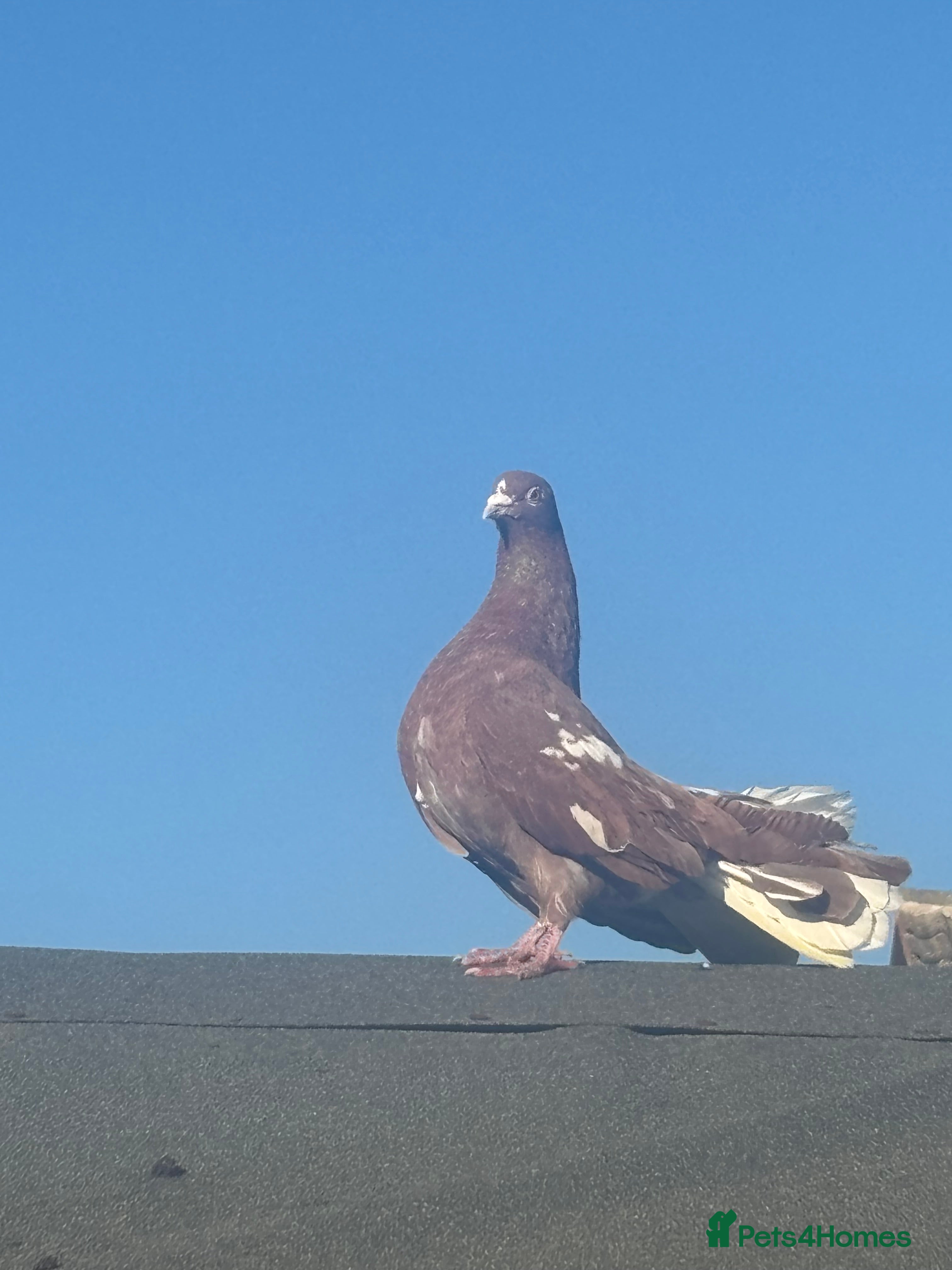 Pigeons birds Fantail pigeon - Advert 12