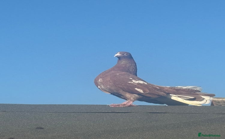 Pigeons birds Fantail pigeon - Advert 7