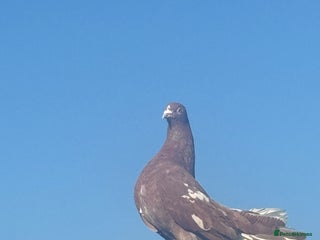 Pigeons birds for sale: Fantail pigeon - Advert 1