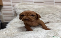 Hungarian Vizsla dogs for sale: 10 Hungarian Vizsla puppies - 6 boys & 4 girls - Image 17