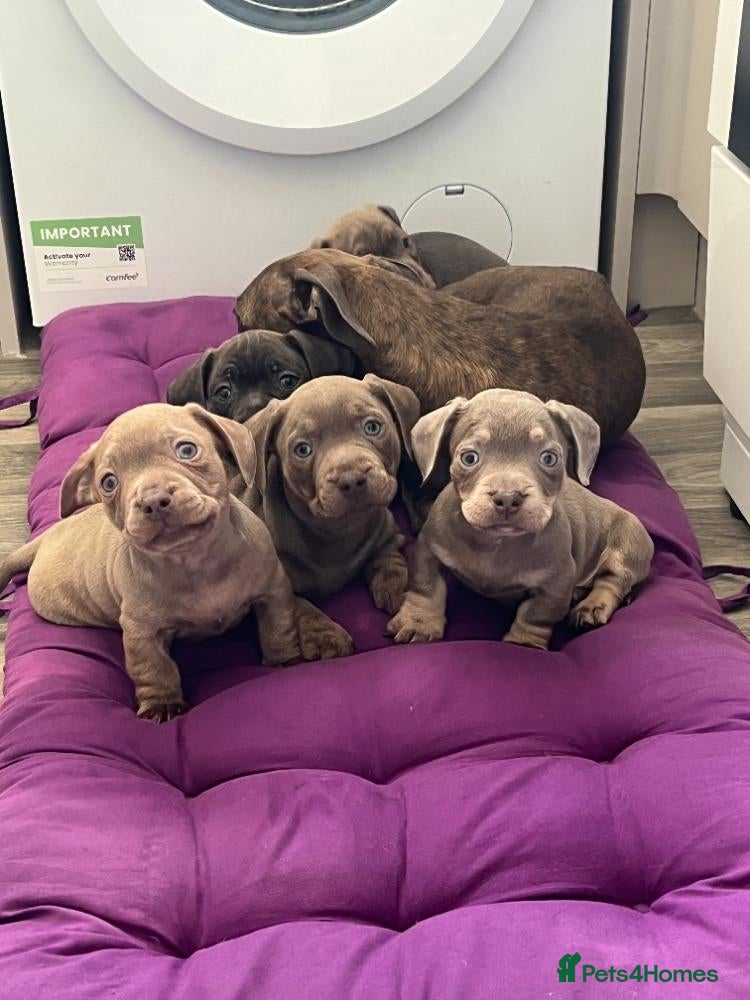 Mixed Breed dogs French Weiner Puppy's  - Advert 5