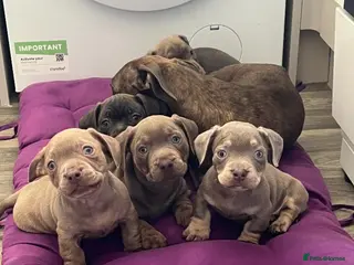 Mixed Breed dogs French Weiner Puppy's - Advert 5