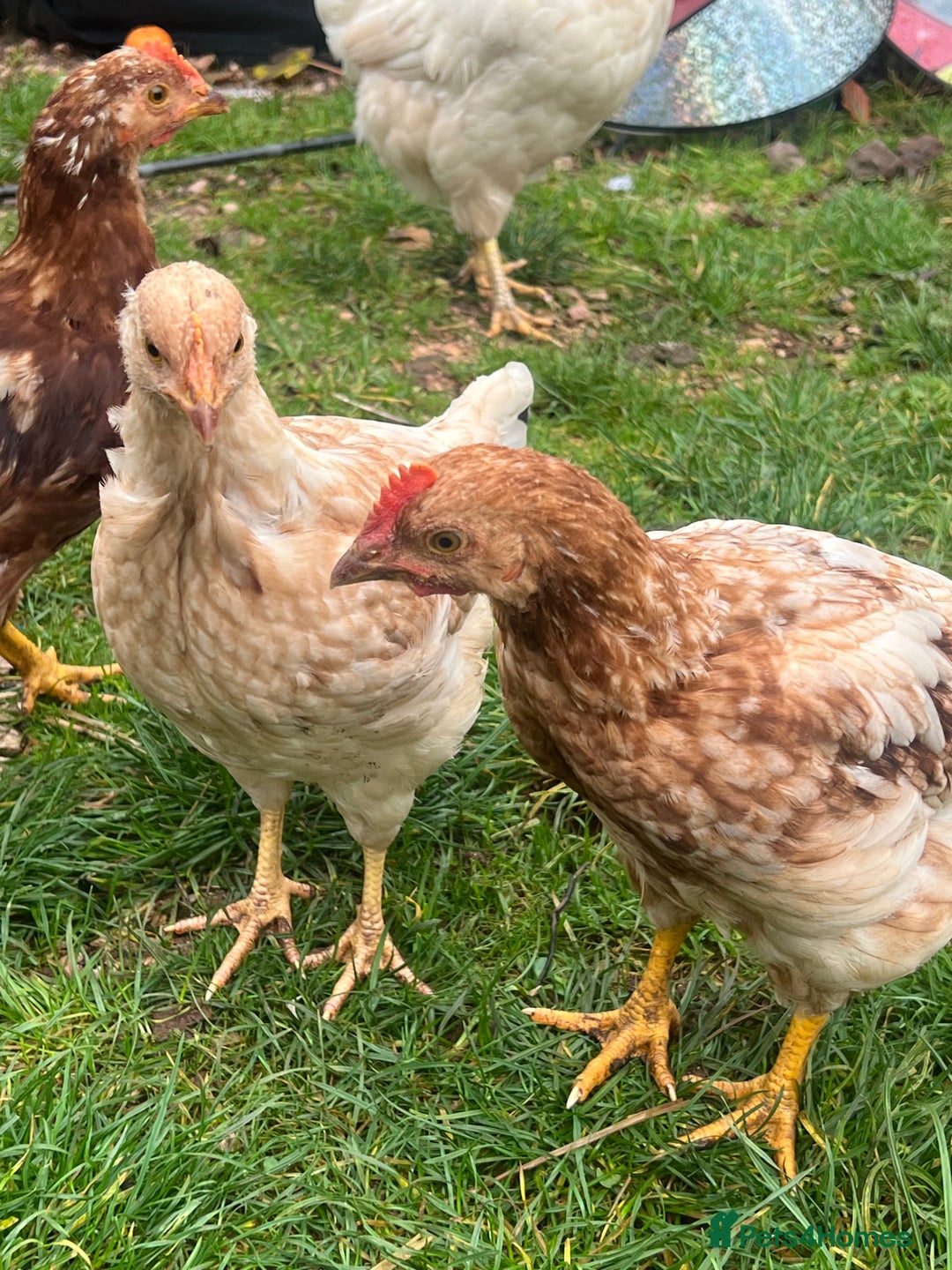 Chickens poultry for sale: Five chicks for sale - Advert 5