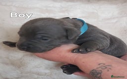 Staffordshire Bull Terrier dogs for sale: Staffordshire Bull Terrier Puppy - Image 14